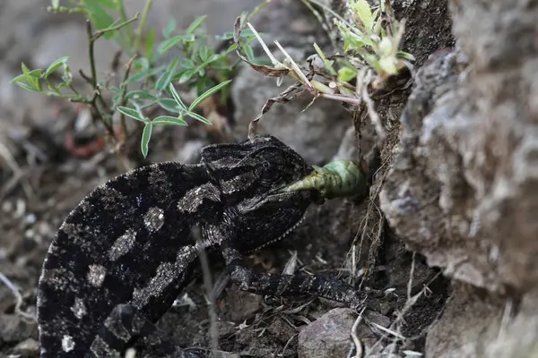 Dark colored Spurless Basilisk Chameleon, Chamaeleo calcaricarens, eating a large insect — ストック写真