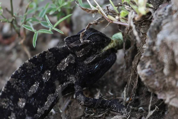 Dunkel gefärbte ungeschönte Basilisk Chamäleon, chamaeleo calcaricarens, fressen ein großes Insekt — Stockfoto
