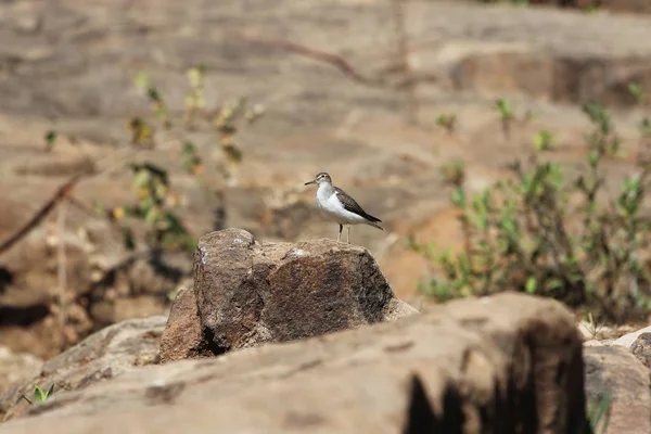 Wasserläufer, actitis hypoleucos, auf einem Felsen in Ostafrika — Stockfoto