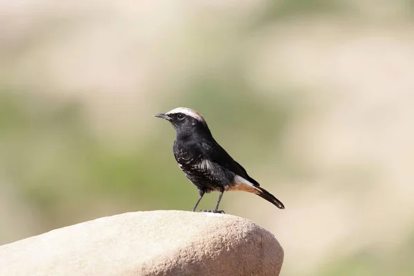 Abyssinian Black Wheatear, Oenanthe lugubris, on a rock in East Africa — Stock Photo, Image