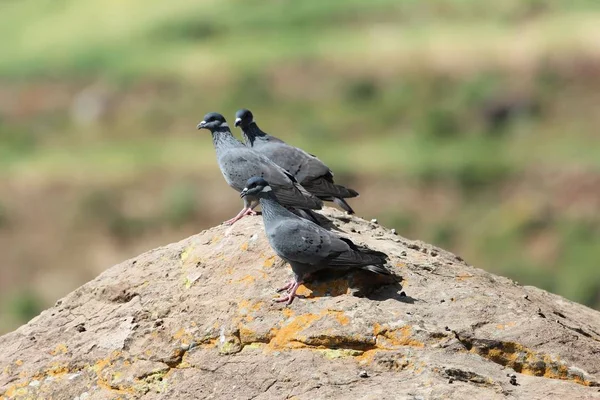 Flock of white collared pigeon, Columba albitorques, on a rock. — 스톡 사진