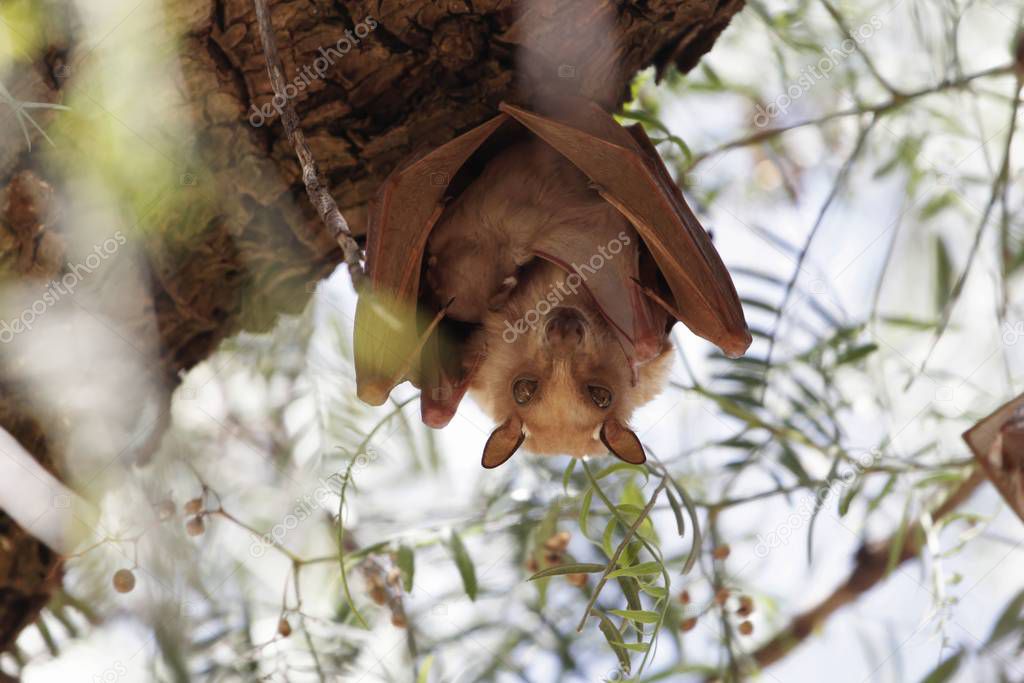 A female Epauletted Fruit Bat with a child in a tree in Northern Ethiopia