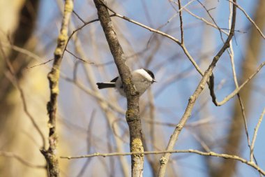 Bataklık memeleri, Poecile Palustris, bir ağaçta.