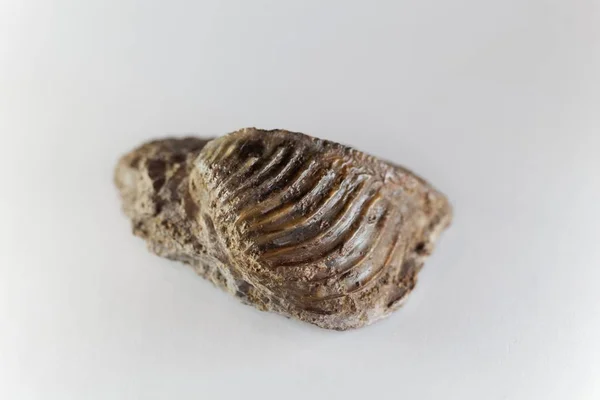 Ископаемая раковина Trigonia costata, из среднего юрского периода Германии . — стоковое фото