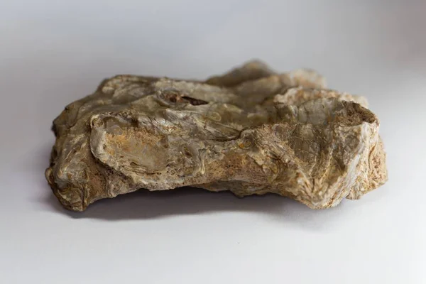 德国南部侏罗纪中期的化石牡蛎Lopha marshi — 图库照片