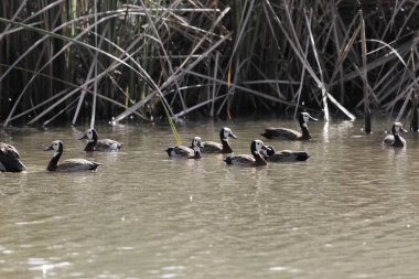 Bir grup beyaz yüzlü ıslık çalan ördek, Dendrocygna viduata