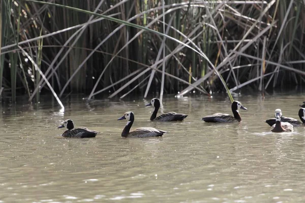 Gruppen av visselankor med vitt ansikte, Dendrocygna viduata — Stockfoto