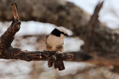 Kuzey beyaz tacı örümcekkuşu ya da beyaz popolu ördek, Eurocephalus ruppelli, bir ağaçta