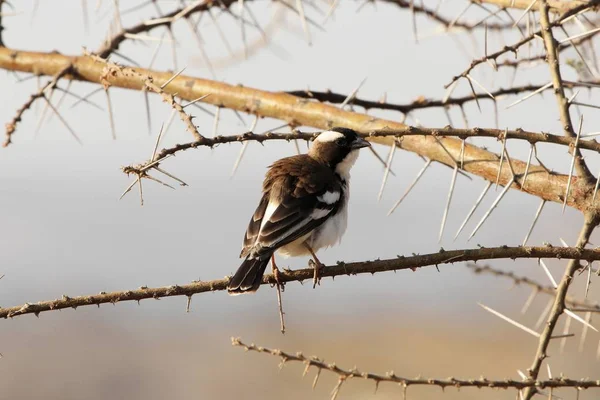 Witte wenkbrauwen mus wever, Plocepasser mahali, op een tak — Stockfoto