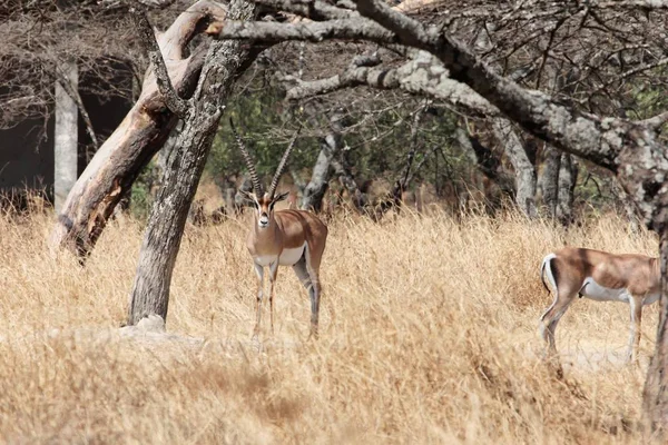 Gewährt Gazelle, nanger granti, im Nationalpark Abijatta-shalla-See — Stockfoto
