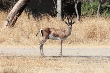 Abijatta-Shalla Gölü Milli Parkı 'nda ceylan, Nanger Granti' yi bağışlıyor.