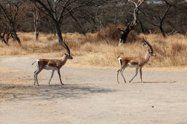 Abijatta-Shalla Gölü Milli Parkı 'nda ceylanları, Nanger Granti' yi bağışlıyor.
