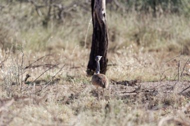 Awash Ulusal Parkı 'nda, beyaz karınlı Korhaan Eupodotis Senegalensis.