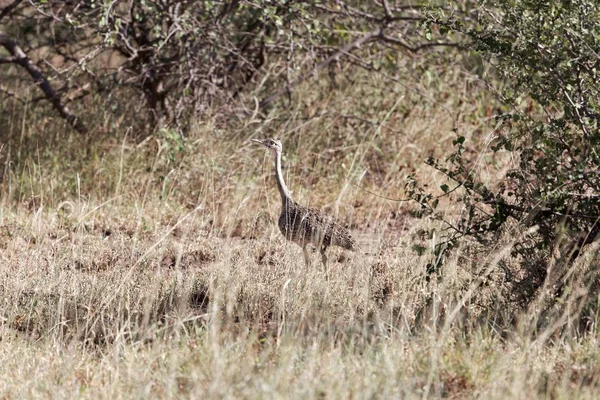 Peituda de barriga branca ou coroa de barriga branca, Eupodotis senegalensis, no Parque Nacional Awash — Fotografia de Stock
