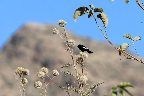 Tetta bianca alata nera, Melaniparus leucomelas, su un cardo — Foto Stock