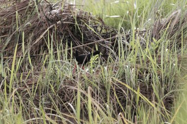 Kara Crake, Amaurornis Flavirostra, bataklıkta