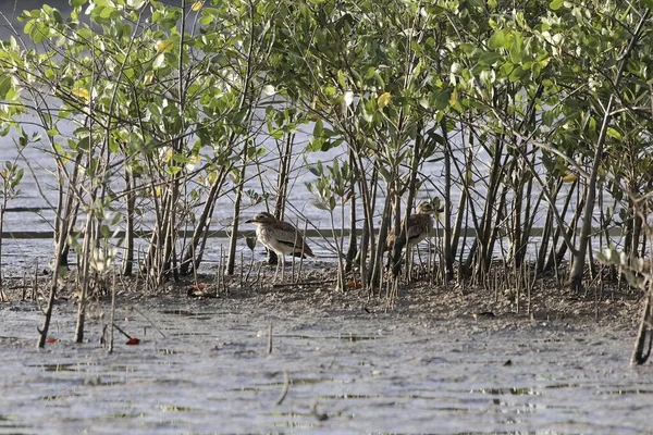 Сенегал толстое колено, Burhinus senegalensis, на грязи мангрового леса — стоковое фото