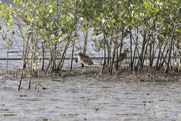 Сенегал толстое колено, Burhinus senegalensis, на грязи мангрового леса — стоковое фото