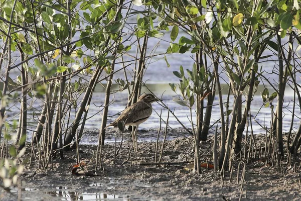 Сенегал толстое колено, Burhinus senegalensis, на грязи мангрового леса — стоковое фото