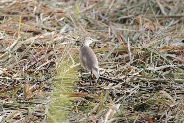 Squacco haron, Ardeola ralloides, in een veld — Stockfoto