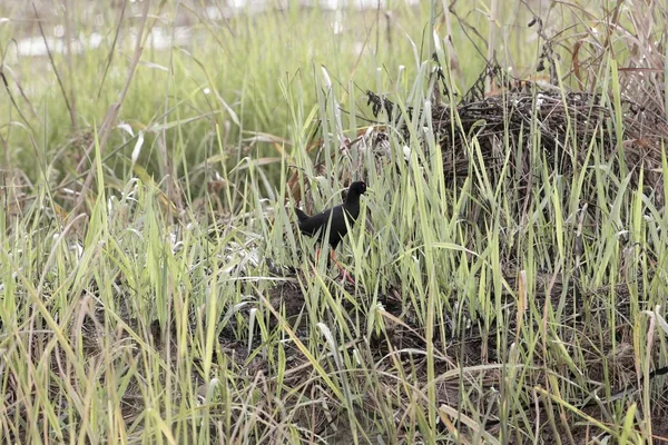 Черный крек, Amaurornis flavirostra, в болоте — стоковое фото