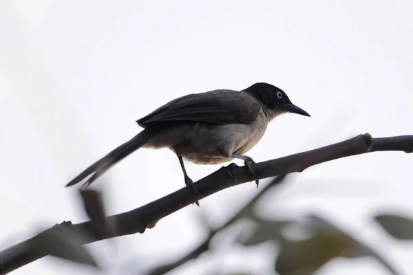 Babbler con cappuccio nero, Turdoides reinwardtii — Foto Stock