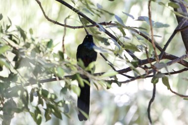 Uzun kuyruklu parlak sığırcık, Lamprotornis caudatus, bir ağaçta