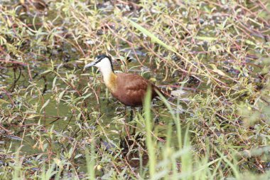 Afrikalı Jacana, Actophilornis africanus, Gambiya 'daki sulak alanlarda.