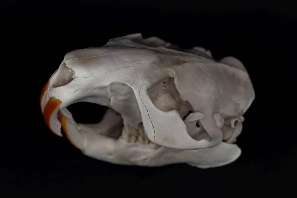 ユーラシアのビーバーの頭蓋骨黒の背景を持つキャスター繊維 — ストック写真