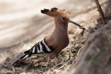 Avrasyalı bir hupoe, Upupa epops, kahverengi topraklarda yiyecek arıyor..