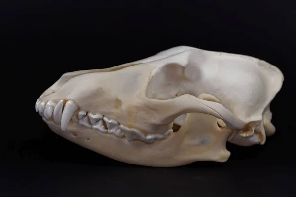 Crânio Chacal Dourado Canis Aureus Com Fundo Preto — Fotografia de Stock