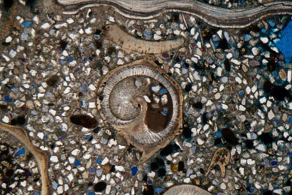 Microscope Photo Petrographic Thin Section Fossil Fragments Siliciclastic Rock Tertiary — Stock Photo, Image