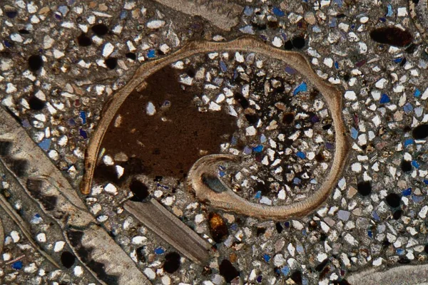 Fotografía Del Microscopio Una Sección Petrográfica Delgada Fragmentos Fósiles Una — Foto de Stock