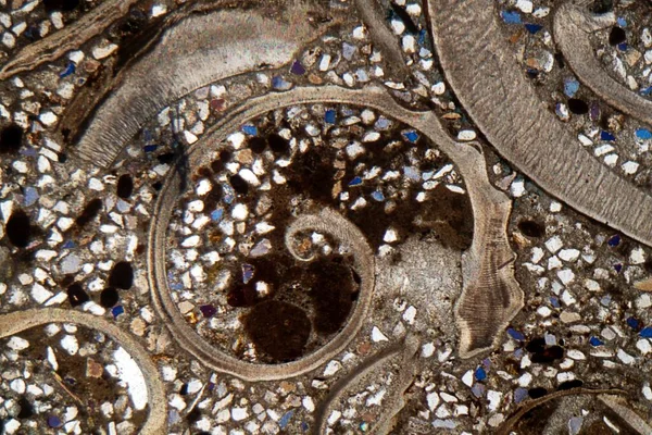 Fotografía Del Microscopio Una Sección Petrográfica Delgada Fragmentos Fósiles Una — Foto de Stock