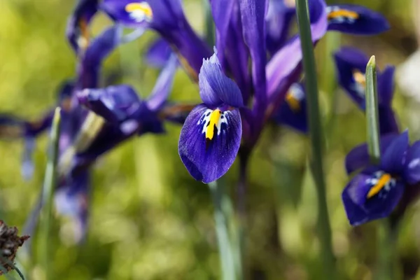 Flower Netted Golden Netted Iris Iris Reticulata — Stock Photo, Image