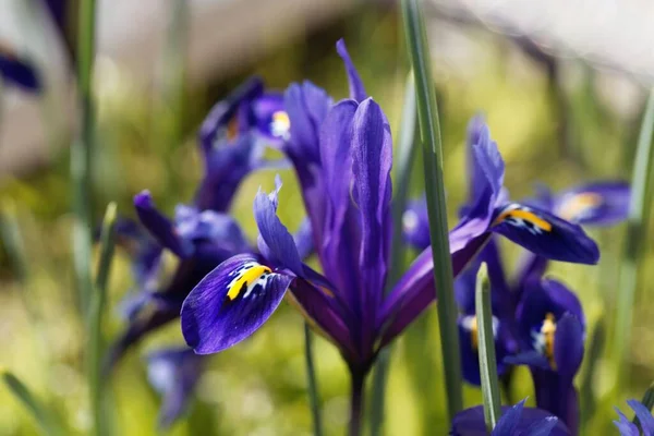 Flower Netted Golden Netted Iris Iris Reticulata — Stock Photo, Image