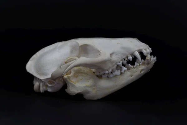 アライグマの犬の頭蓋骨 黒の背景を持つNyctereets Proxyonides — ストック写真