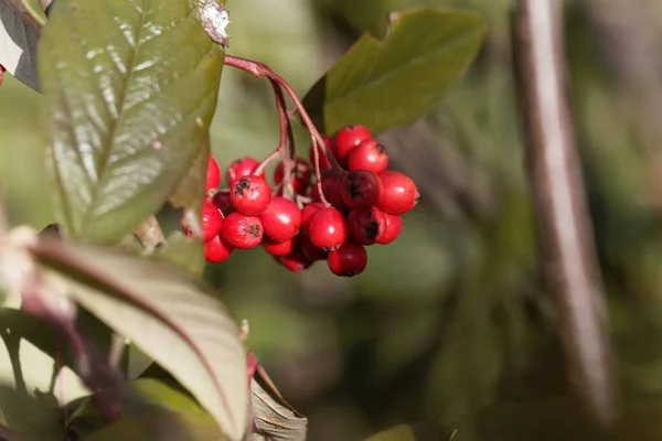 Red Berries Waterers Cotoneaster Bush Cotoneaster Watereri — Stock Photo, Image