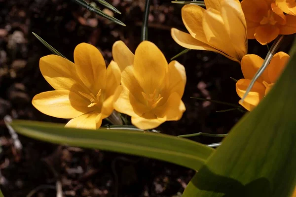 Kwiaty Żółtego Krokusa Crocus Flavus — Zdjęcie stockowe