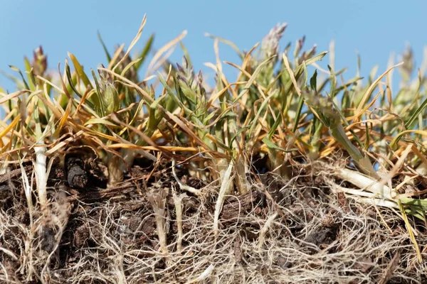 Roots Annual Meadow Grass Annual Bluegrass Poa Annua — Stock Photo, Image