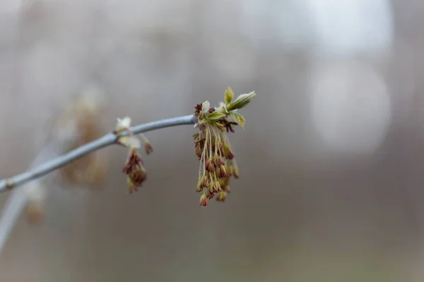 Macro Photo Male Flowers Box Elder Tree Acer Negundo — Stock Photo, Image