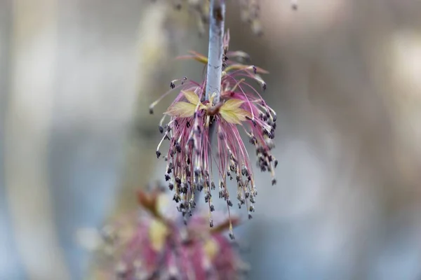 Μακρο Φωτογραφία Των Αρσενικών Λουλουδιών Ενός Κουτιού Γηραιότερο Δέντρο Acer — Φωτογραφία Αρχείου