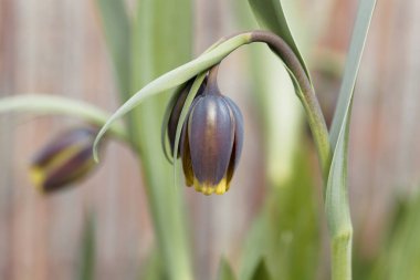 Fritilaria uva-vulpis çiçeğinin makro fotoğrafı