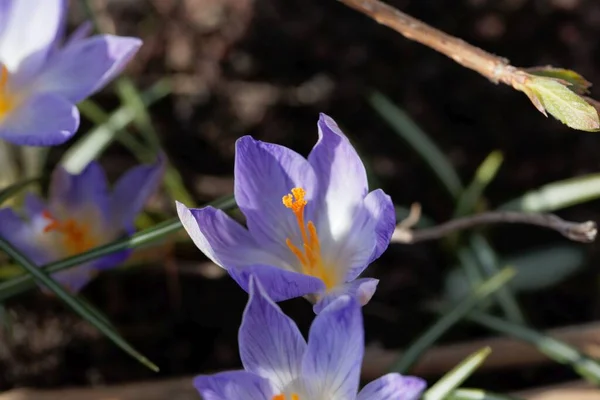 Flor Croco Toscano Crocus Etruscus Uma Espécie Endémica Itália — Fotografia de Stock