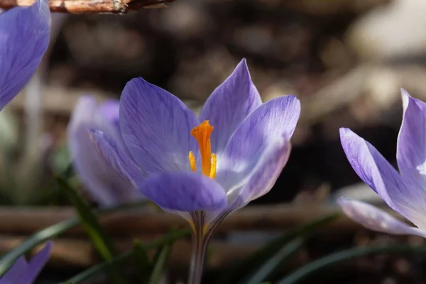 Квітка Тосканського Крока Crocus Etruscus Ендемічний Вид Італії — стокове фото