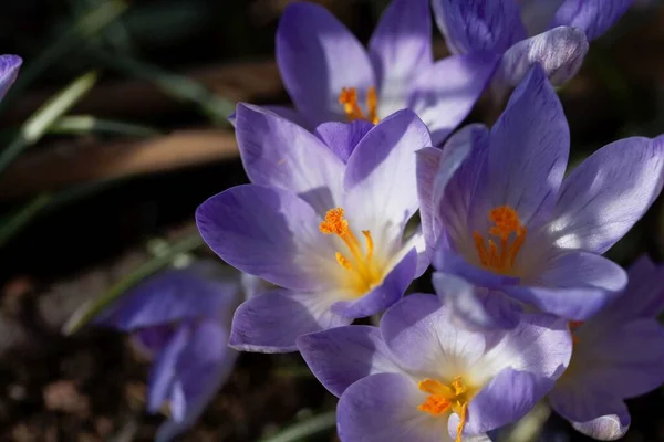 Flower Tuscan Crocus Crocus Etruscus Endemic Species Italy — Stock Photo, Image