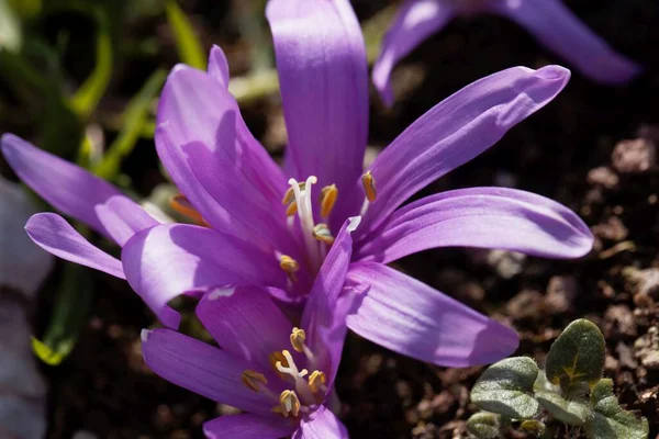 Flor Del Azafrán Primaveral Bulbocodium Vernum — Foto de Stock