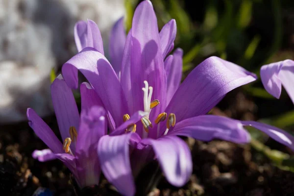 Flower Spring Meadow Saffron Bulbocodium Vernum — Stock Photo, Image