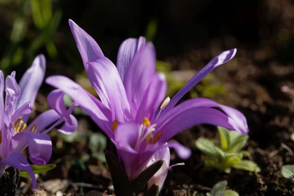 Flower Spring Meadow Saffron Bulbocodium Vernum — Stock Photo, Image