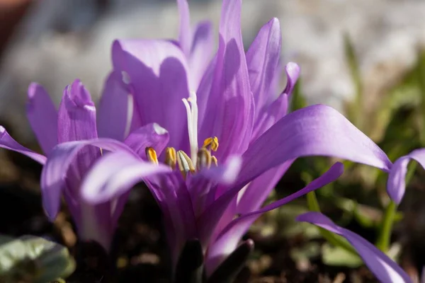 Flower Spring Meadow Saffron Bulbocodium Vernum — Stock Photo, Image